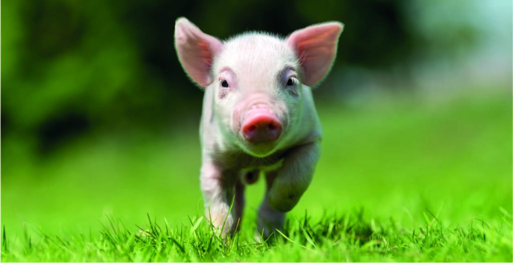Op een duurzame en efficiënte manier zakelijke energie inkopen voor uw varkenshouderij
